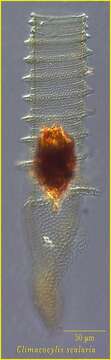 Image of Climacocylis scalaria