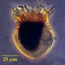 Image of Metacylis joergensenii (Cleve) Kofoid & Campbell 1929