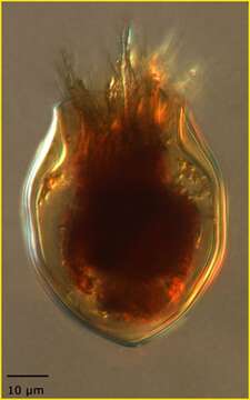 Image of Proplectella ellipsoida Kofoid & Campbell 1929