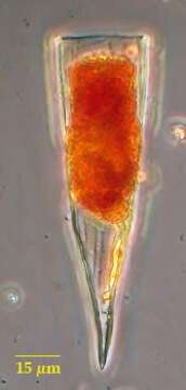 Image of Protorhabdonella striatura Kofoid & Campbell 1929