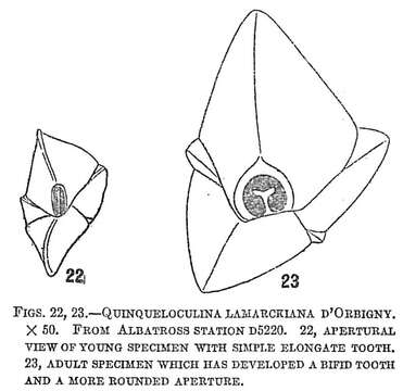 Image de Quinqueloculina lamarckiana d'Orbigny 1839