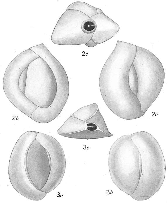 Image of Quinqueloculina lamarckiana d'Orbigny 1839