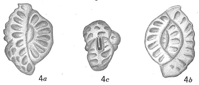 Image of Quinqueloculina parkeri (Brady 1881)
