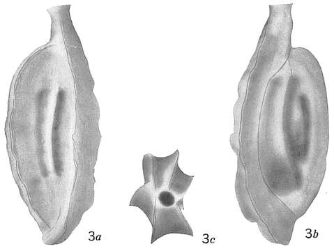 Image de Quinqueloculina polygona d'Orbigny 1839