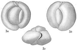 Image of Quinqueloculina procera (Goës 1896)