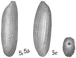 Image of Quinqueloculina recta Cushman 1921