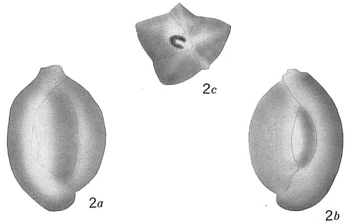 Image of Quinqueloculina venusta Karrer 1868