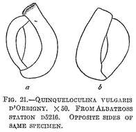 Imagem de Quinqueloculina vulgaris d'Orbigny 1826