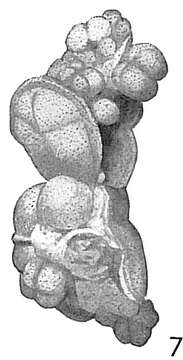 Image of Reophax bilocularis Flint 1899