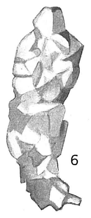 Image of Reophax scorpiurus Montfort 1808