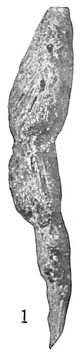 Image de Reophax spiculotestus Cushman 1910