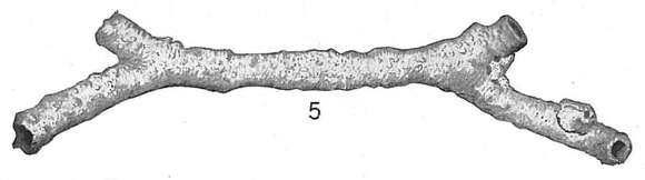 Image of Rhabdammina irregularis Carpenter 1869