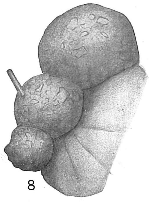 Image of Saccammina sphaerica var. catenulata Cushman 1917