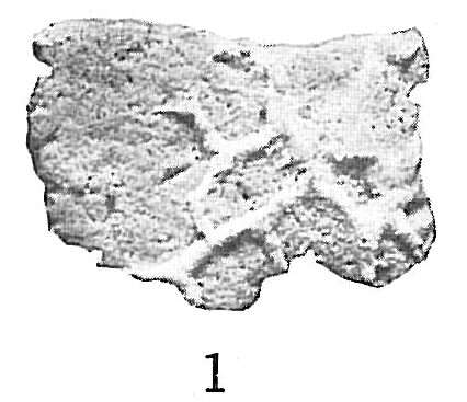 Image of Sagenina frondescens (Brady 1879)