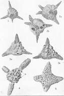 Image of Baculogypsinoides spinosus Yabe & Hanzawa 1930