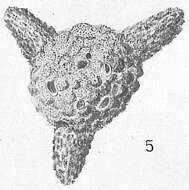 Image of Baculogypsinoides spinosus Yabe & Hanzawa 1930