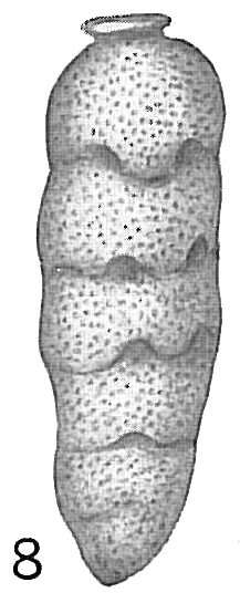 Image of Siphogenerina dimorpha (Parker & Jones 1865)