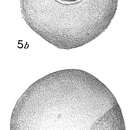 Image of Sphaerammina ovalis Cushman 1910
