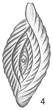 Image of Spiroloculina antillarum d'Orbigny 1839