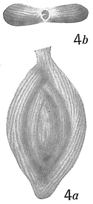 Image of Spiroloculina antillarum d'Orbigny 1839