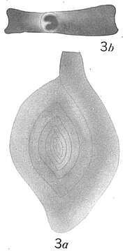 Image of Spiroloculina canaliculata d'Orbigny 1846