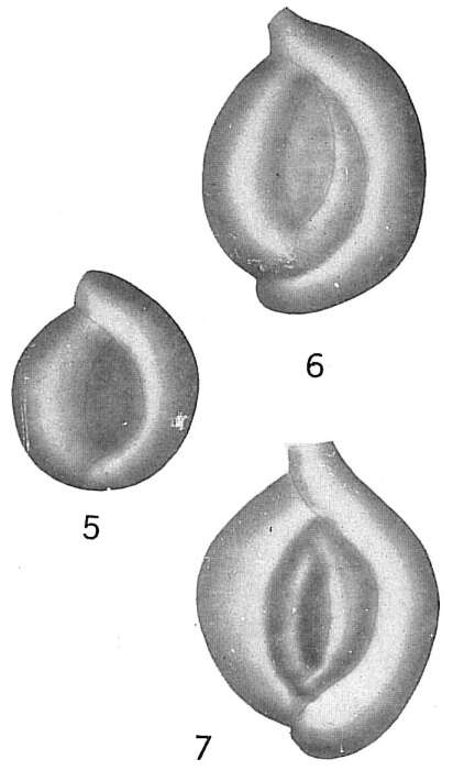 Image of Spiroloculina costifera var. plena Cushman 1921