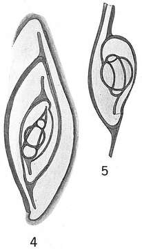 Image of Spiroloculina depressa d'Orbigny 1826