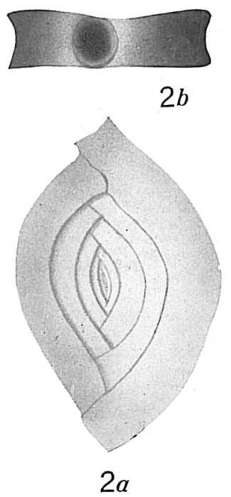 Image of Spiroloculina depressa d'Orbigny 1826