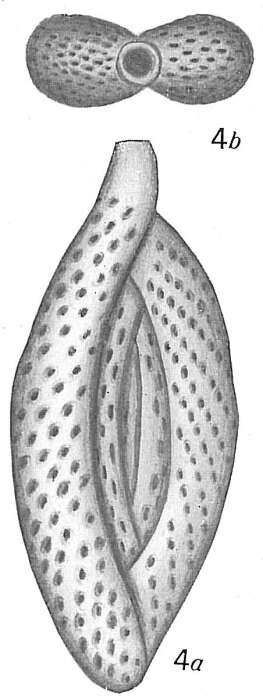 Image of Spiroloculina elegans Silvestri 1896