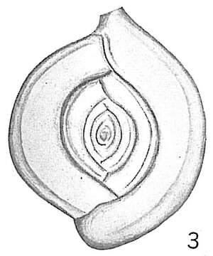 Image of Spiroloculina orbis Cushman 1921