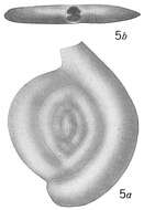 Image of Spiroloculina planissima Wiesner 1912