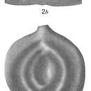 Image of Spiroloculina robusta Brady 1884