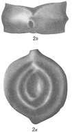 Image of Spiroloculina robusta Brady 1884