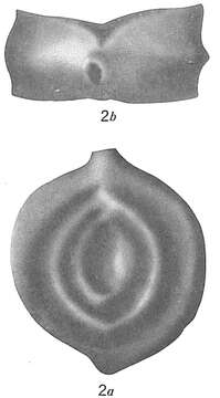 Image of Spiroloculina robusta Brady 1884