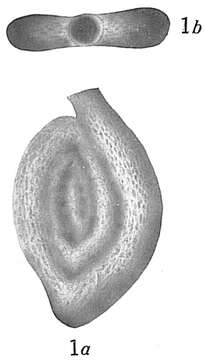 Image of Spiroloculina scrobiculata Cushman 1921