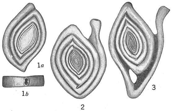 Image of <i>Spiroloculina tenuiseptata</i> Brady 1884
