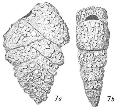 Image de Textularia foliacea Heron-Allen & Earland 1915