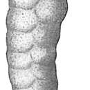 Image of Textularia porrecta Brady 1884