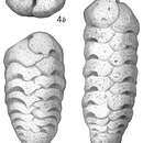Image of Textularia rugosa d'Orbigny 1852