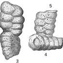 Image of Textularia sagittula Defrance 1824