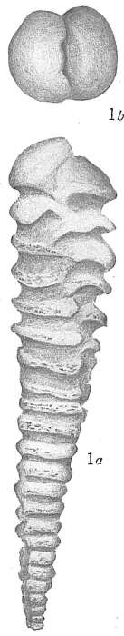 Image of Textularia vertebralis Cushman 1913