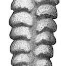 Image de Textularia vertebralis Cushman 1913