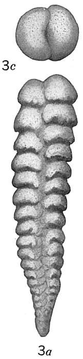 Image of Textularia vertebralis Cushman 1913