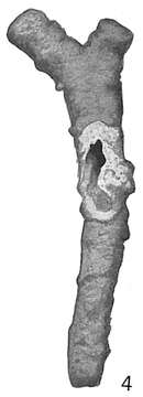 Image of Tholosina bulla (Brady 1881)