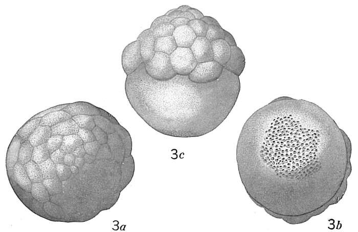 Слика од Tretomphalus bulloides (d'Orbigny 1839)