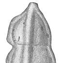 Image of Tritaxia tricarinata (Reuss 1844)
