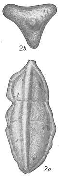 Image of Tritaxia tricarinata (Reuss 1844)