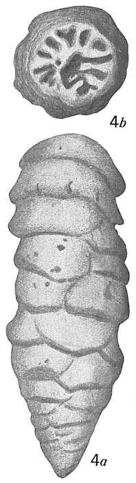 Image of Tritaxilina caperata (Brady 1881)