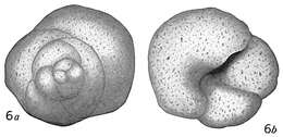 Image of Trochammina squamata Jones & Parker 1860