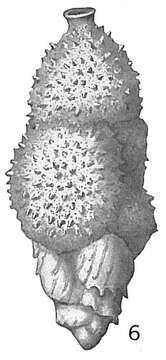 Image of Uvigerina aculeata d'Orbigny 1846